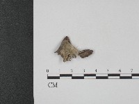登錄號:F0004009藏品圖，第1張