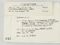 冇骨消絲齒菌藏品圖，第2張