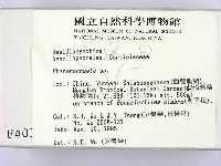 顯絲菌屬藏品圖，第2張