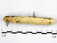 顯絲菌屬藏品圖，第1張