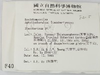 齒耳菌屬藏品圖，第2張