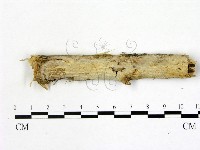 刺皮菌屬藏品圖，第1張