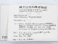筍殼菌屬藏品圖，第2張