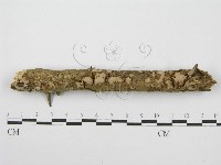 筍殼菌屬藏品圖，第1張