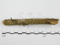 筍殼菌屬藏品圖，第3張