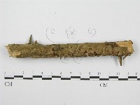 筍殼菌屬藏品圖，第4張