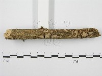 筍殼菌屬藏品圖，第5張