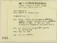 容氏菌屬藏品圖，第2張