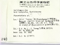 顯絲菌屬藏品圖，第2張