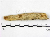 顯絲菌屬藏品圖，第1張