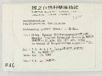 冇骨消絲齒菌藏品圖，第2張