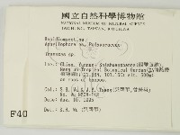 栓菌屬藏品圖，第2張