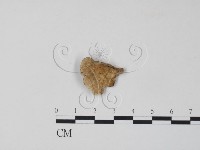 栓菌屬藏品圖，第1張