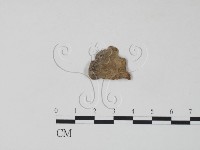 栓菌屬藏品圖，第3張