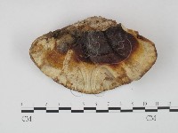 登錄號:F0004031藏品圖，第1張