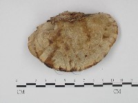 登錄號:F0004031藏品圖，第3張