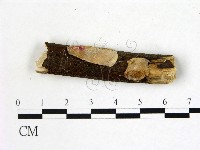 刺皮菌屬藏品圖，第1張