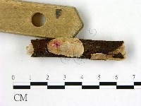 刺皮菌屬藏品圖，第3張