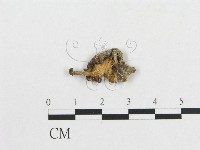 多孔菌屬藏品圖，第1張