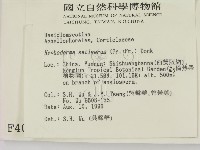 剛毛絲皮菌藏品圖，第2張