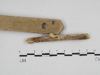 絲齒菌屬藏品圖，第1張