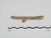 絲齒菌屬藏品圖，第3張