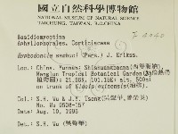 冇骨消絲齒菌藏品圖，第2張