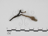 炭角菌屬藏品圖，第1張