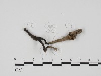 炭角菌屬藏品圖，第3張