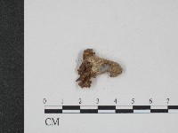 登錄號:F0004045藏品圖，第1張