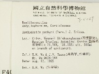 冇骨消絲齒菌藏品圖，第2張