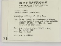 剛毛絲皮菌藏品圖，第2張