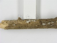 剛毛絲皮菌藏品圖，第3張