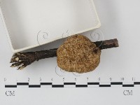 登錄號:F0004049藏品圖，第4張