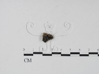 登錄號:F0004050藏品圖，第1張