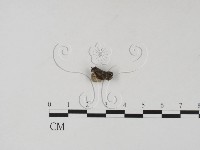 登錄號:F0004050藏品圖，第3張