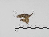 登錄號:F0004052藏品圖，第1張