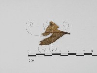 登錄號:F0004052藏品圖，第3張