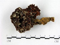 登錄號:F0004053藏品圖，第1張