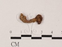 登錄號:F0004056藏品圖，第3張