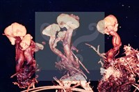 登錄號:F0004056藏品圖，第4張