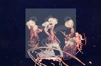 登錄號:F0004056藏品圖，第5張