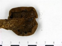 登錄號:F0004058藏品圖，第4張