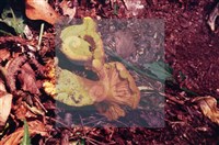 登錄號:F0004058藏品圖，第5張