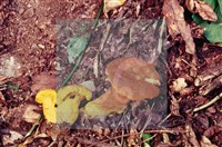 登錄號:F0004058藏品圖，第6張