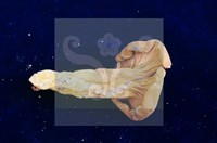 登錄號:F0004058藏品圖，第7張