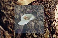 登錄號:F0004059藏品圖，第4張