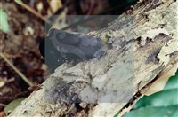 登錄號:F0004060藏品圖，第4張