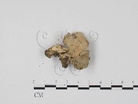 登錄號:F0004061藏品圖，第1張