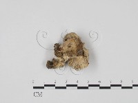 登錄號:F0004061藏品圖，第3張